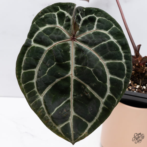 Anthurium Zara '33' x  Home, Sweet Home '32' by DocBlock® (wk37-F) *Pink Vein Emergent*