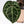 Anthurium Zara '33' x  Home, Sweet Home '32' by DocBlock® (wk37-F) *Pink Vein Emergent*