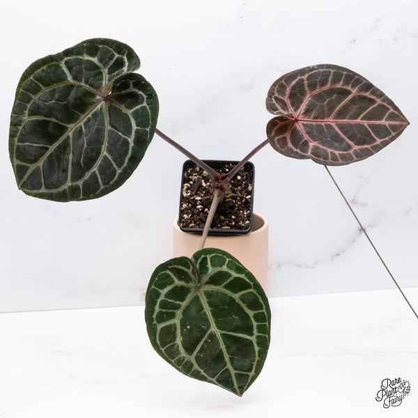 Anthurium Zara '33' x  Home, Sweet Home '32' by DocBlock® (wk37-F) *Pink Vein Emergent*