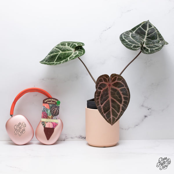 Anthurium Zara '33' x  Home, Sweet Home '32' by DocBlock® (wk37-F) *Pink Vein Emergent*