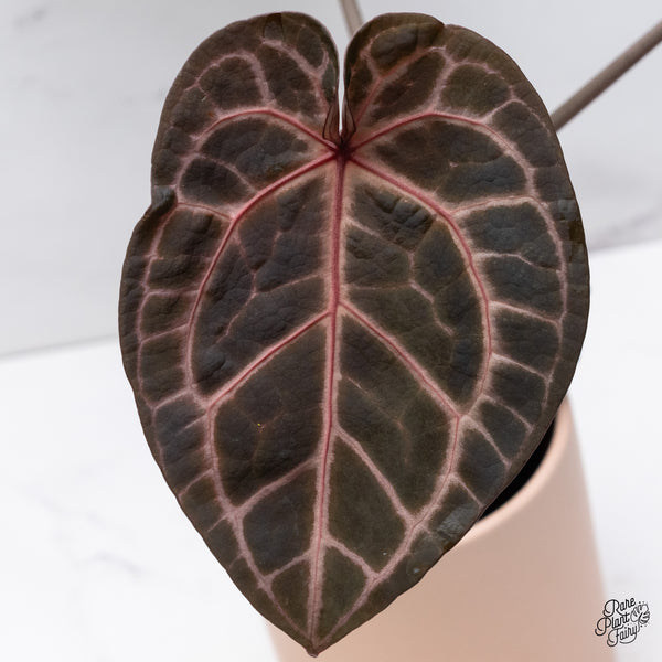 Anthurium Zara '33' x  Home, Sweet Home '32' by DocBlock® (wk37-F) *Pink Vein Emergent*