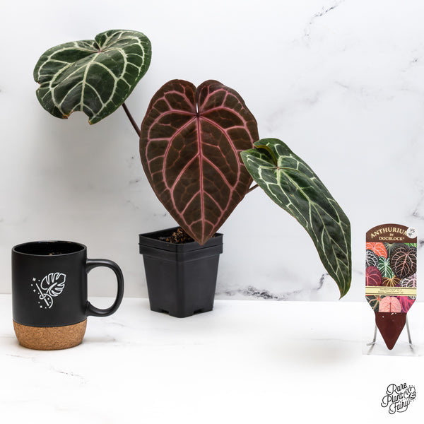 Anthurium Zara '33' x  Home, Sweet Home '32' by DocBlock® (wk45-H) *Purple Vein Emergent*