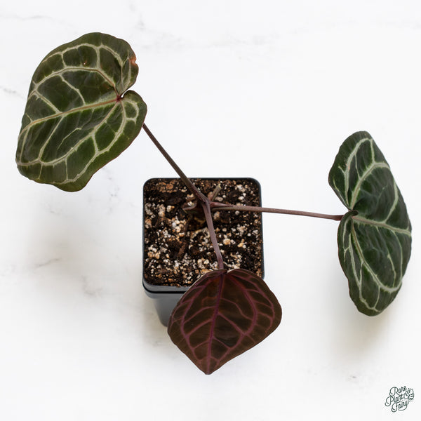 Anthurium Zara '3' x Zara '33' by DocBlock® (wk34-O) *Dark and Vibrant Emergent*