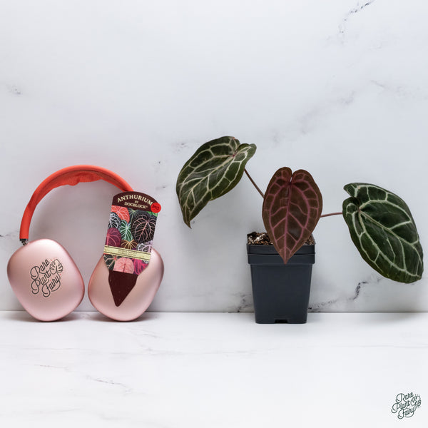 Anthurium Zara '3' x Zara '33' by DocBlock® (wk34-O) *Dark and Vibrant Emergent*