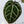 Anthurium Zara '3' x Zara '33' by DocBlock® (wk34-O) *Dark and Vibrant Emergent*