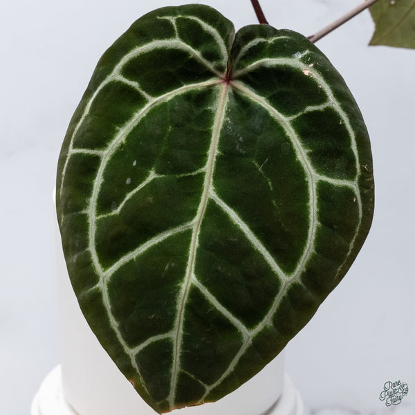 Anthurium Zara '3' x Zara '33' by DocBlock® (wk34-O) *Dark and Vibrant Emergent*