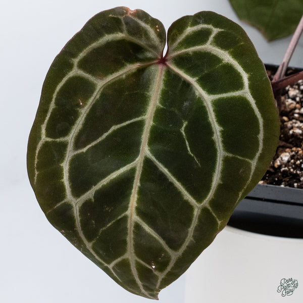 Anthurium Zara '3' x Zara '33' by DocBlock® (wk34-O) *Dark and Vibrant Emergent*