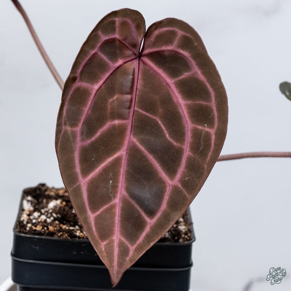 Anthurium Zara '3' x Zara '33' by DocBlock® (wk34-O) *Dark and Vibrant Emergent*