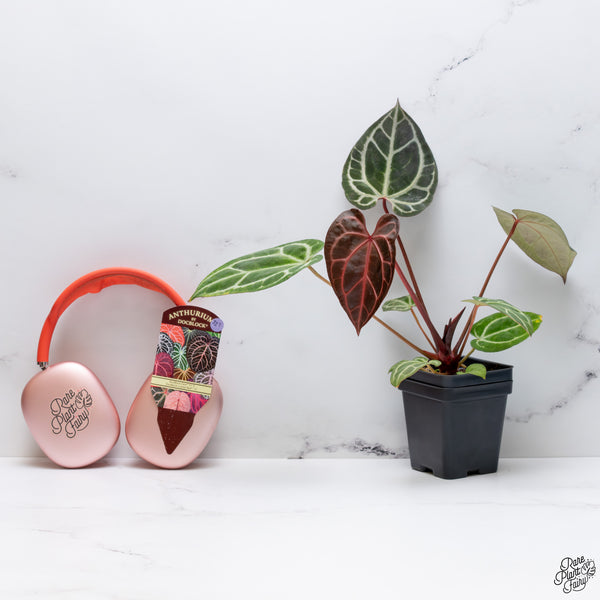 Anthurium Thor's Lightning '51' x Crystal Red '12' by DocBlock® *Vibrant Emergent* (wk32-T)