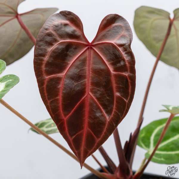 Anthurium Thor's Lightning '51' x Crystal Red '12' by DocBlock® *Vibrant Emergent* (wk32-T)