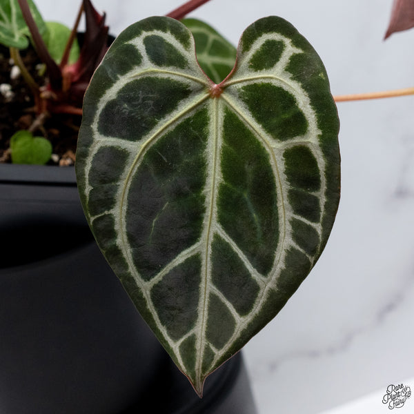 Anthurium Thor's Lightning '51' x Crystal Red '12' by DocBlock® *Vibrant Emergent* (wk32-T)