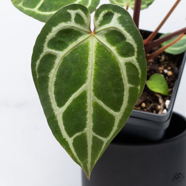 Anthurium Thor's Lightning '51' x Crystal Red '12' by DocBlock® *Vibrant Emergent* (wk32-T)