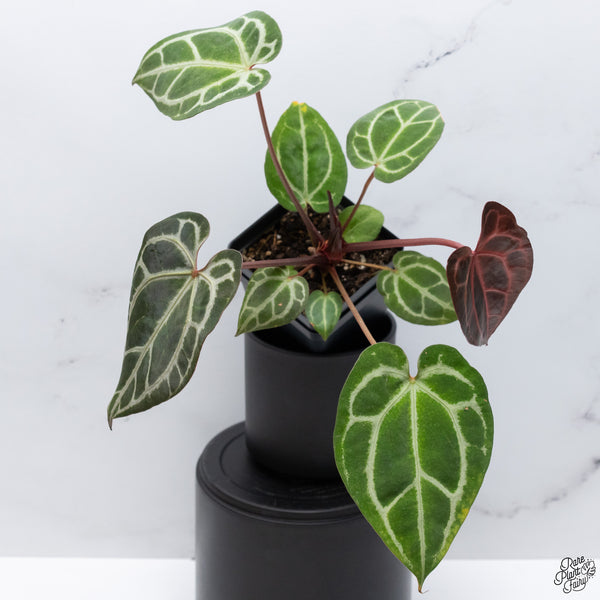 Anthurium Thor's Lightning '51' x Crystal Red '12' by DocBlock® *Vibrant Emergent* (wk32-T)