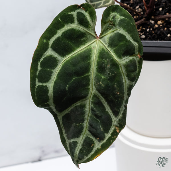 Anthurium Thor's Lightning '51' x Crystal Red '12' by DocBlock® (wk34-I) *Vibrant Emergent*