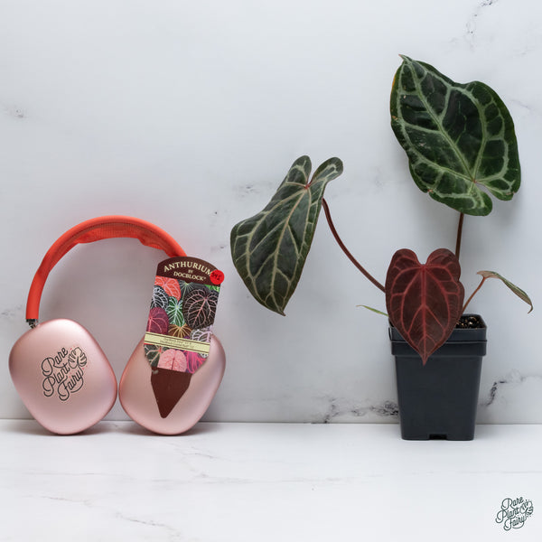 Anthurium Thor's Lightning '51' x Crystal Red '12' by DocBlock® (wk34-I) *Vibrant Emergent*
