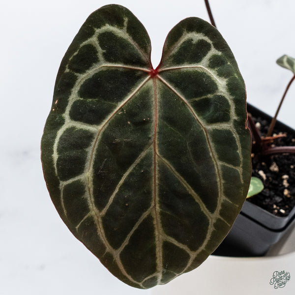 Anthurium Thor's Lightning '51' x Crystal Red '12' by DocBlock® (wk34-I) *Vibrant Emergent*