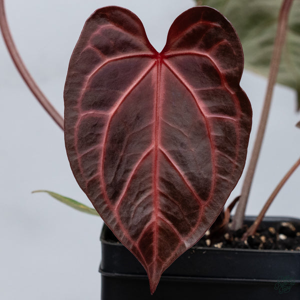Anthurium Thor's Lightning '51' x Crystal Red '12' by DocBlock® (wk34-I) *Vibrant Emergent*