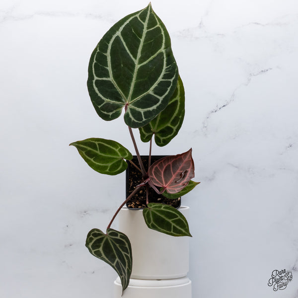 Anthurium Thor's Lightning '51' x Crystal Red '12' by DocBlock® (wk35-F) *Vibrant Emergent*