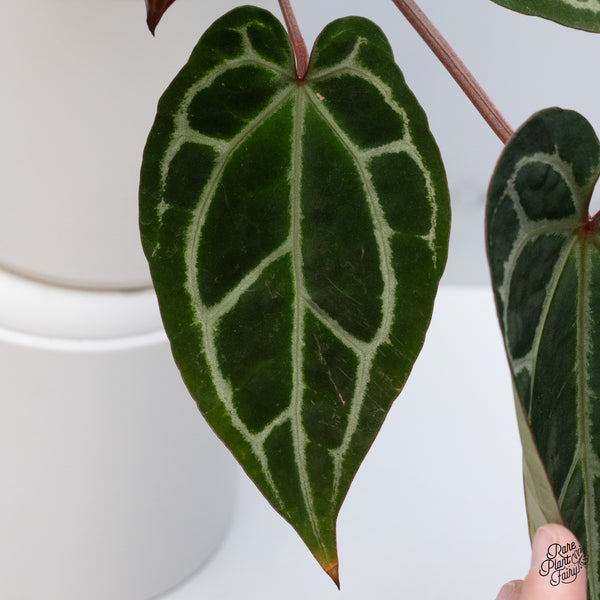 Anthurium Thor's Lightning '51' x Crystal Red '12' by DocBlock® (wk35-F) *Vibrant Emergent*