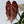 Anthurium Thor's Lightning '51' x Crystal Red '12' by DocBlock® (wk35-F) *Vibrant Emergent*