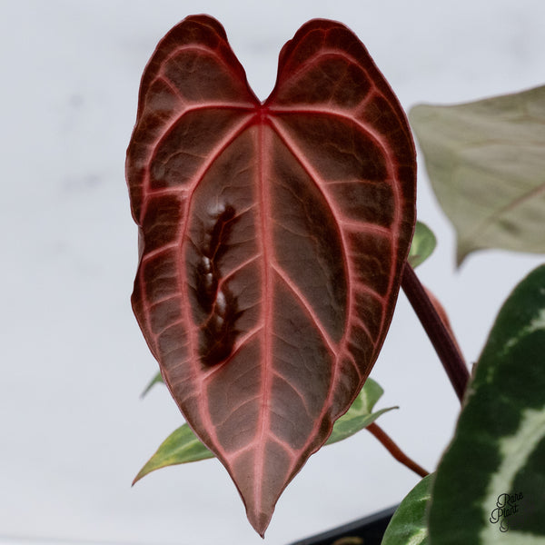 Anthurium Thor's Lightning '51' x Crystal Red '12' by DocBlock® (wk35-F) *Vibrant Emergent*