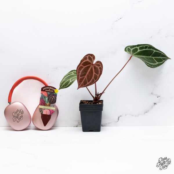 Anthurium Thor's Lightning '51' x Crystal Red '12' by DocBlock® (wk36-K) *Vibrant Emergent*
