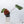 Anthurium Thor's Lightning '51' x Crystal Red '12' by DocBlock® (wk36-K) *Vibrant Emergent*
