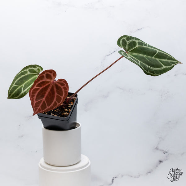 Anthurium Thor's Lightning '51' x Crystal Red '12' by DocBlock® (wk36-K) *Vibrant Emergent*