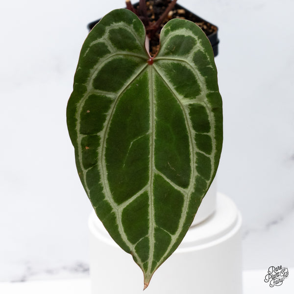 Anthurium Thor's Lightning '51' x Crystal Red '12' by DocBlock® (wk36-K) *Vibrant Emergent*