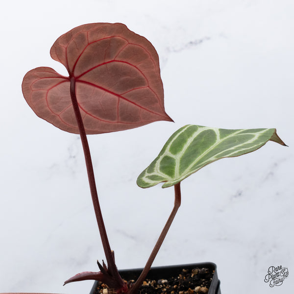 Anthurium Thor's Lightning '51' x Crystal Red '12' by DocBlock® (wk36-K) *Vibrant Emergent*