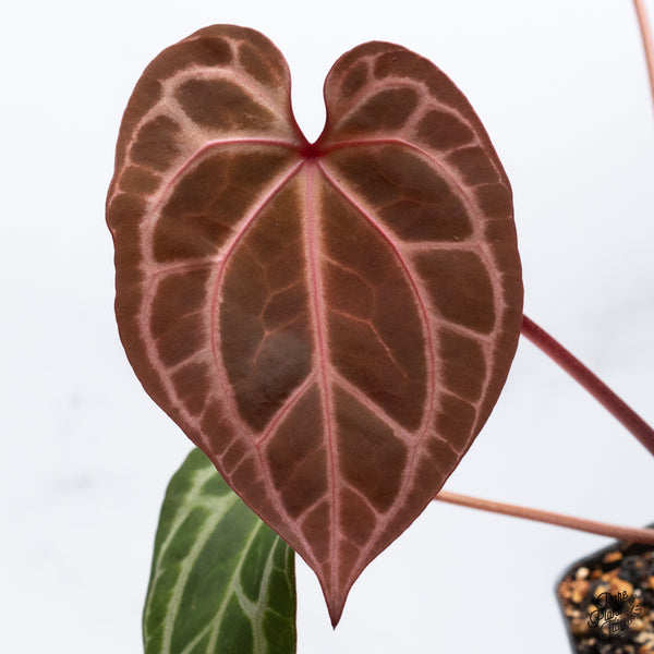Anthurium Thor's Lightning '51' x Crystal Red '12' by DocBlock® (wk36-K) *Vibrant Emergent*