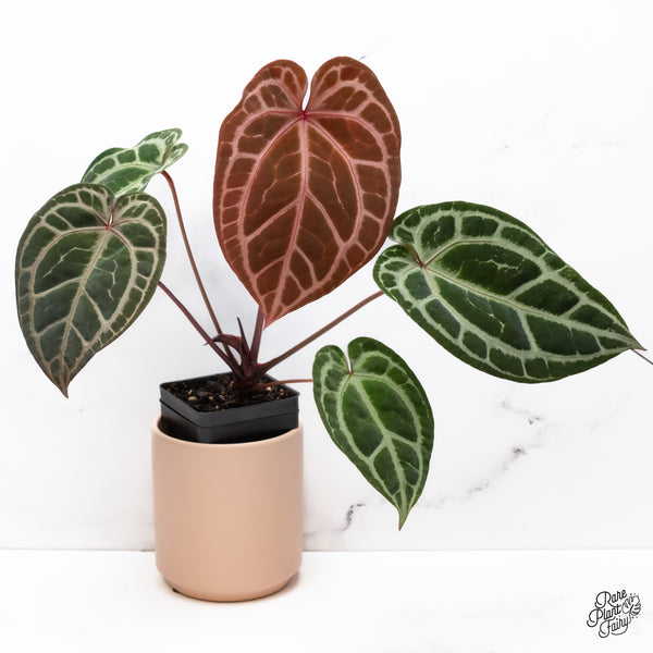 Anthurium Thor's Lightning '51' x Crystal Red '12' by DocBlock® (wk37-O) *Vibrant Emergent*