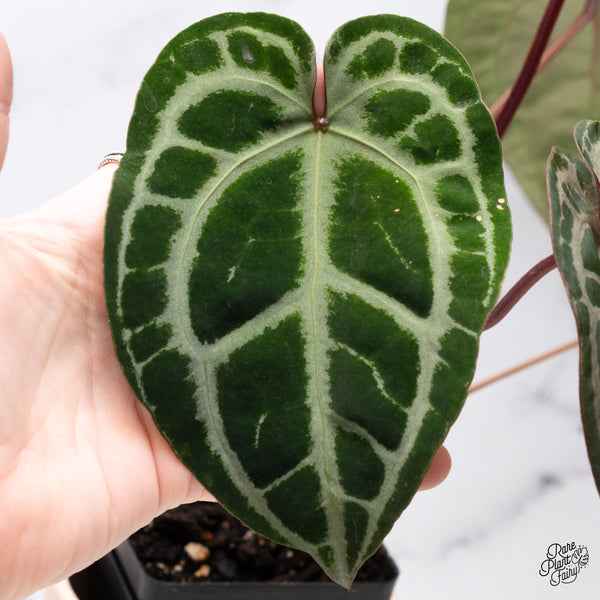 Anthurium Thor's Lightning '51' x Crystal Red '12' by DocBlock® (wk37-O) *Vibrant Emergent*