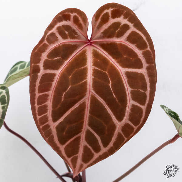 Anthurium Thor's Lightning '51' x Crystal Red '12' by DocBlock® (wk37-O) *Vibrant Emergent*