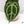 Anthurium Thor's Lightning '51' x Crystal Red '12' by DocBlock® (wk37-O) *Vibrant Emergent*