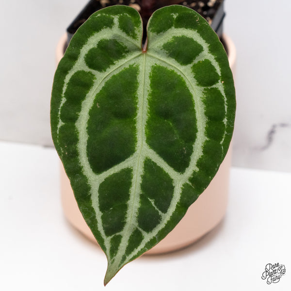 Anthurium Thor's Lightning '51' x Crystal Red '12' by DocBlock® (wk37-O) *Vibrant Emergent*