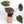 Anthurium Zara '29' x DocBlock Zara '3' by DocBlock® (wk37-P) *Fused Sinus*