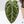 Anthurium Zara '29' x DocBlock Zara '3' by DocBlock® (wk37-P) *Fused Sinus*