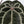 Anthurium Zara '29' x DocBlock Zara '3' by DocBlock® (wk37-P) *Fused Sinus*