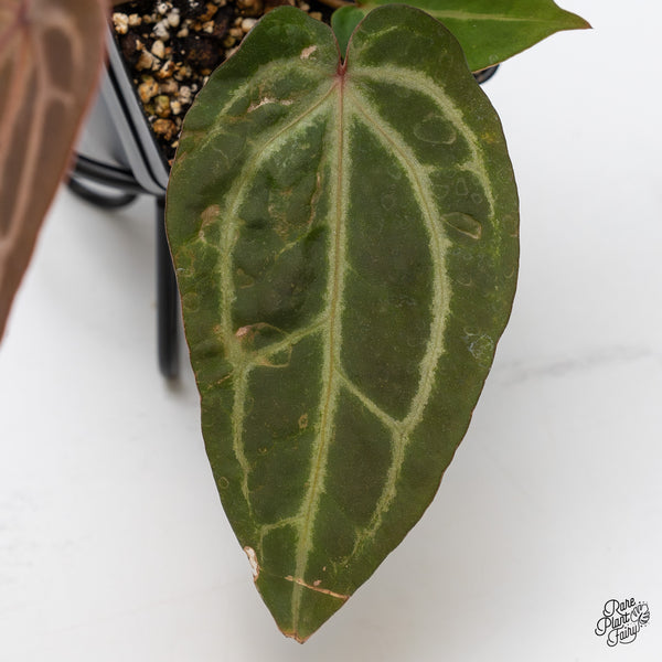 Anthurium Home, Sweet Home '32' x Dark & Handsome '9' by DocBlock® (wk45-K)