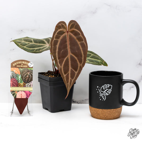 Anthurium Home, Sweet Home '32' x Dark & Handsome '9' by DocBlock® (wk45-K)