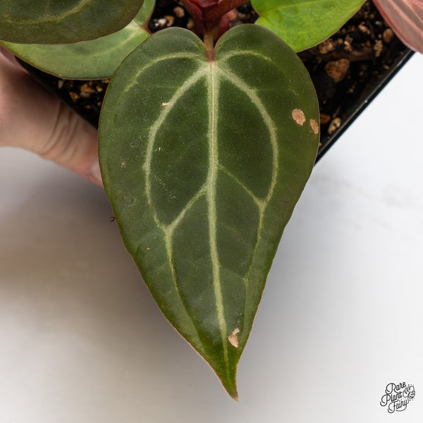 Anthurium Home, Sweet Home '32' x Dark & Handsome '9' by DocBlock® (wk45-Q)