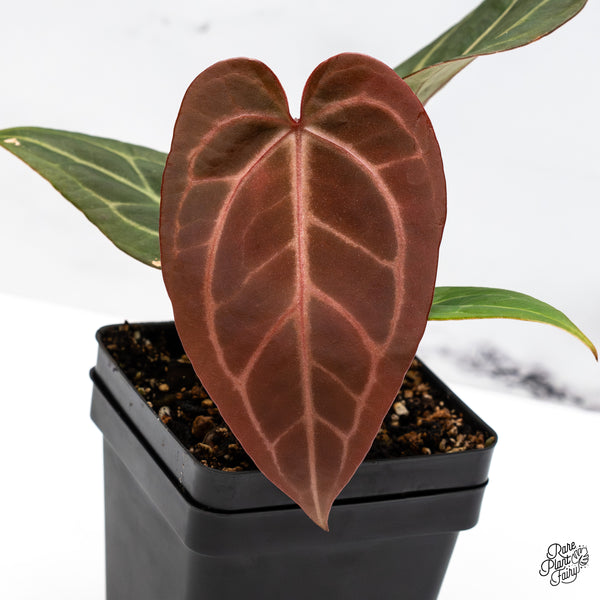 Anthurium Home, Sweet Home '32' x Dark & Handsome '9' by DocBlock® (wk45-Q)