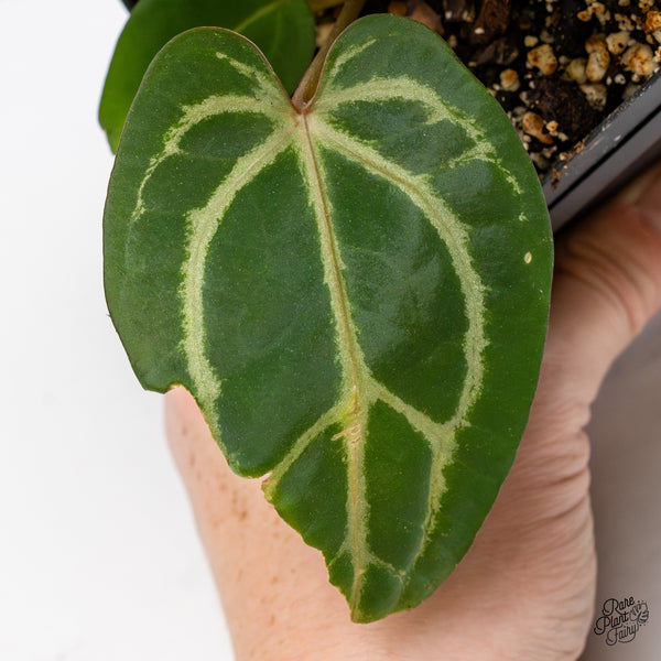 Anthurium Home, Sweet Home '32' x Dark & Handsome '9' by DocBlock® (wk45-Z)