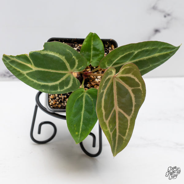 Anthurium Home, Sweet Home '32' x Dark & Handsome '9' by DocBlock® (wk45-Z)