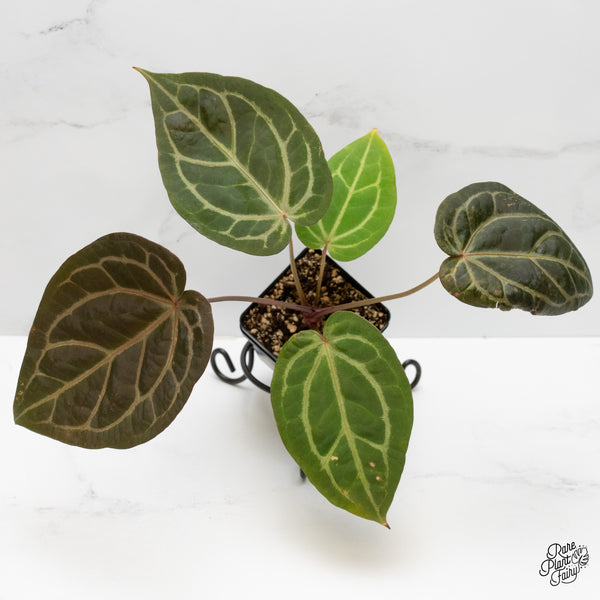 Anthurium Home, Sweet Home '32' x Dark & Handsome '9' by DocBlock® (wk1-J)