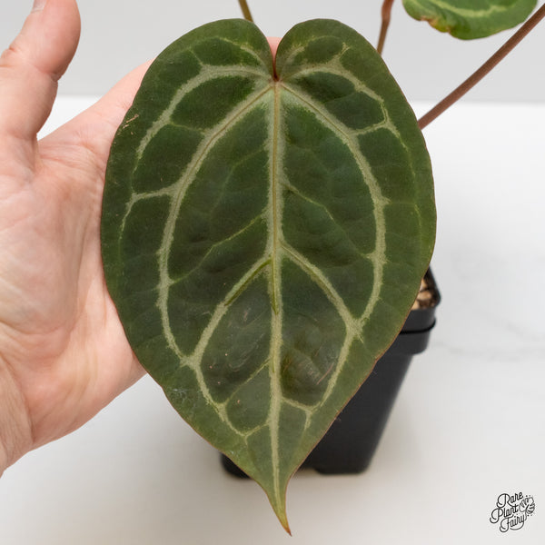 Anthurium Home, Sweet Home '32' x Dark & Handsome '9' by DocBlock® (wk1-J)