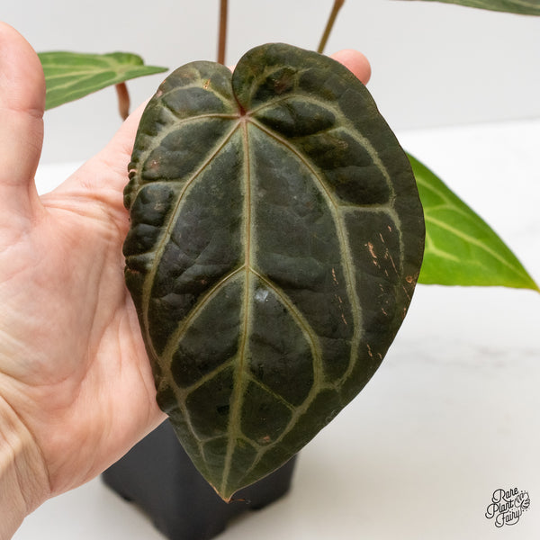 Anthurium Home, Sweet Home '32' x Dark & Handsome '9' by DocBlock® (wk1-J)