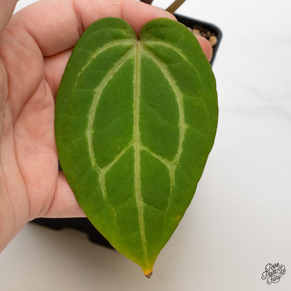 Anthurium Home, Sweet Home '32' x Dark & Handsome '9' by DocBlock® (wk1-J)