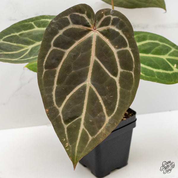 Anthurium Home, Sweet Home '32' x Dark & Handsome '9' by DocBlock® (wk1-J)